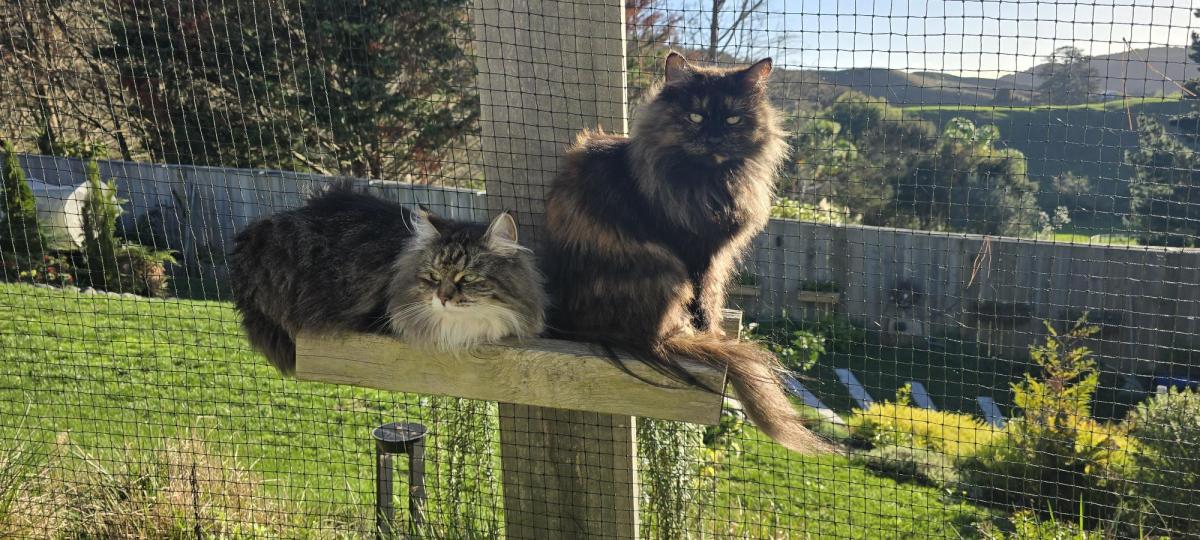 Foxi & Olena in garden area