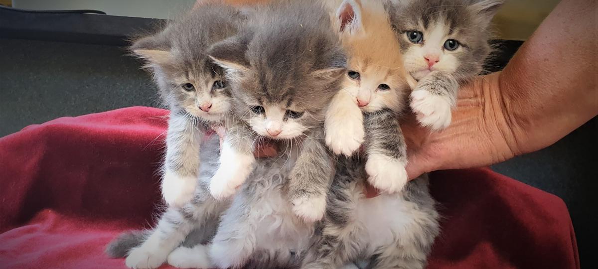 bunc h of kittens
