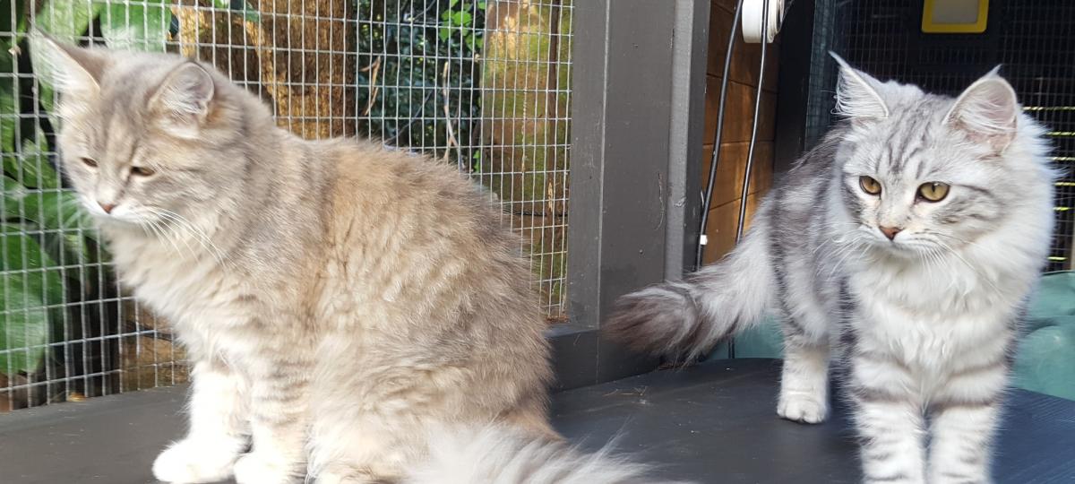 Our Princesses ready to mate 2020