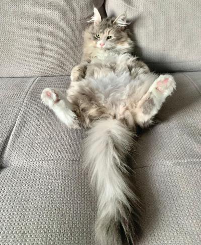 Hazel's typical sleep position