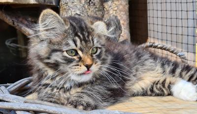 Elsa is totally Mini Olena